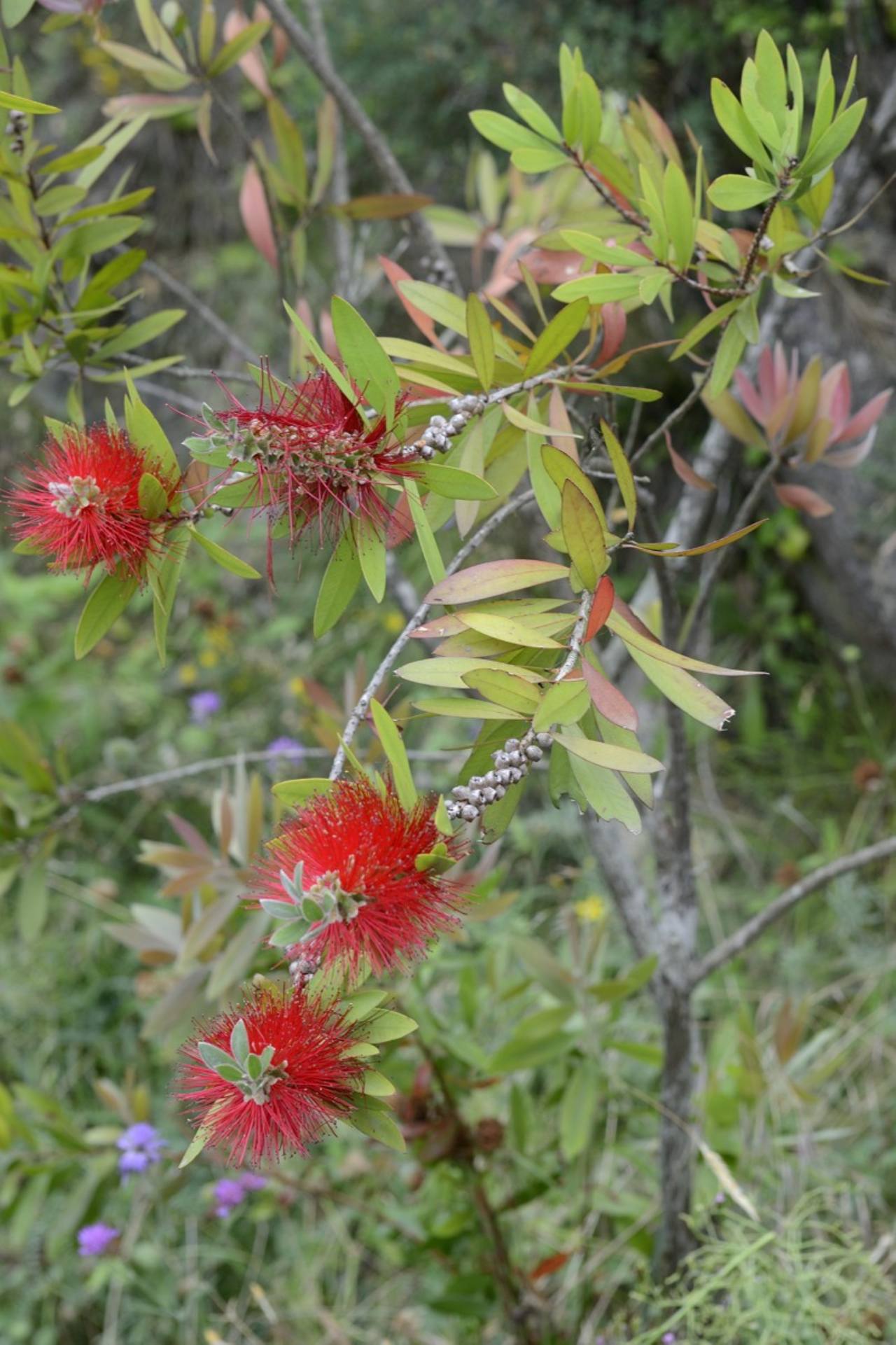 Callistemon sp.